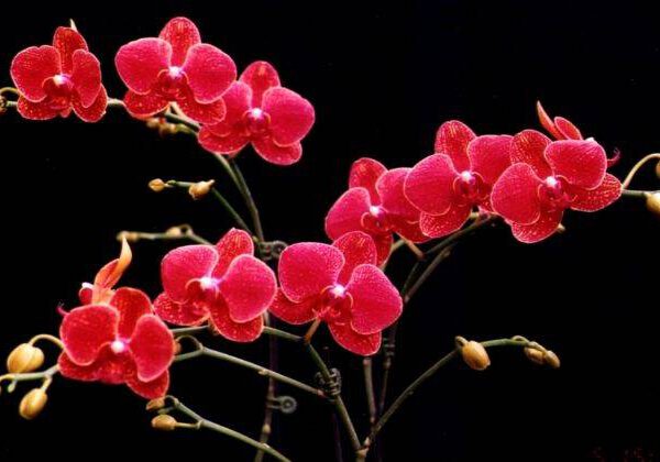 Đỏ ruby