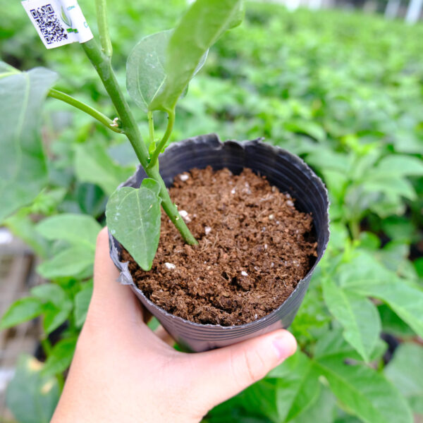 Giống chanh dây Đài Nông 1 Đức Điền bầu ươm sẵn 