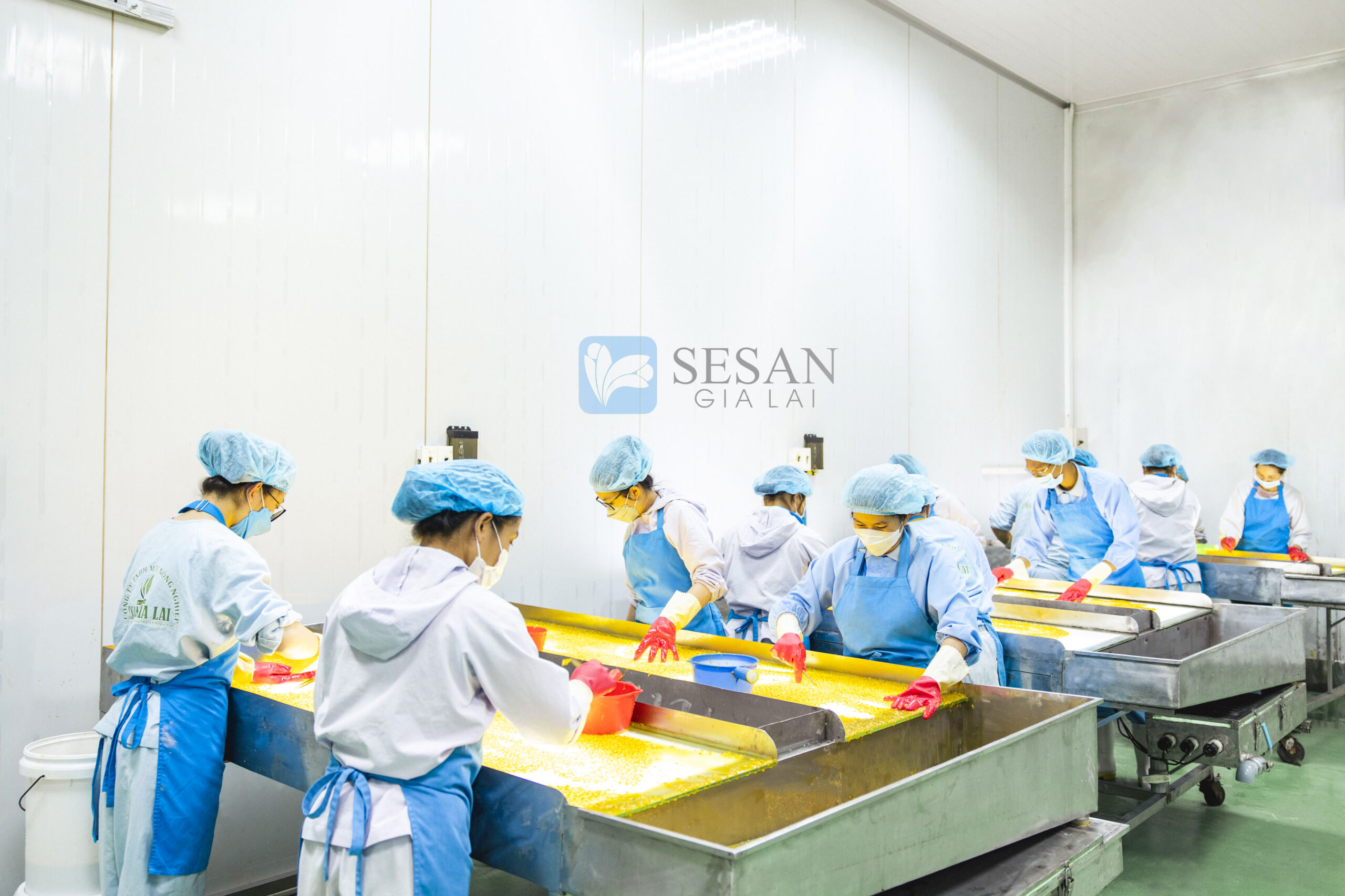 Chanh leo tím xuất khẩu chính ngạch qua Trung Quốc