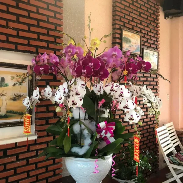 Lan Hồ Điệp nhập khẩu Đài Loan
