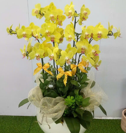 Vàng Kim Thư (A33)