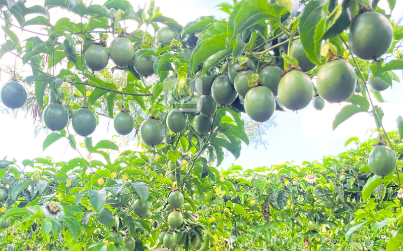 Chanh dây xuất khẩu - Mát mắt với vườn giống chanh dây Đức Điền đẹp