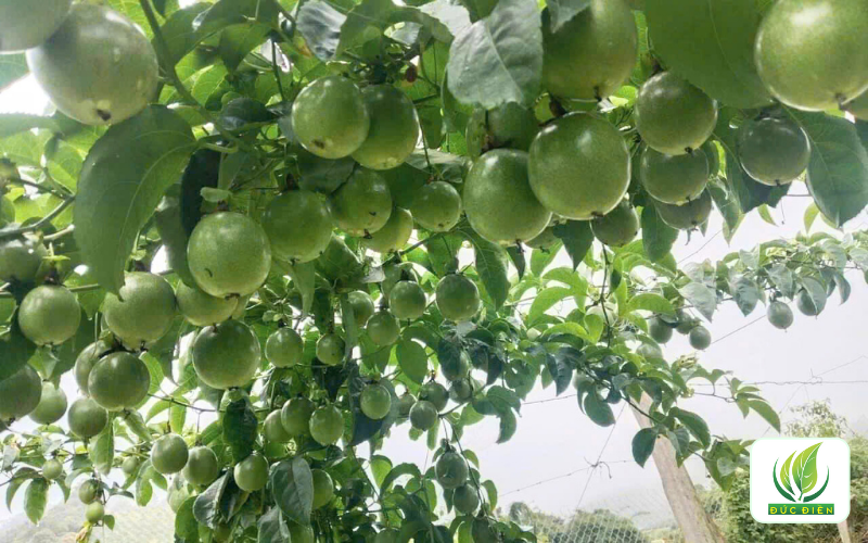 Mua chanh dây tím ở đâu chất lượng