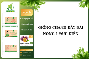 Giống chanh dây Đài nông 1