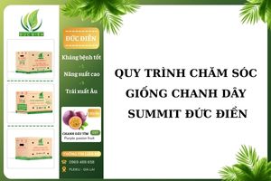 Giống chanh dây Summit