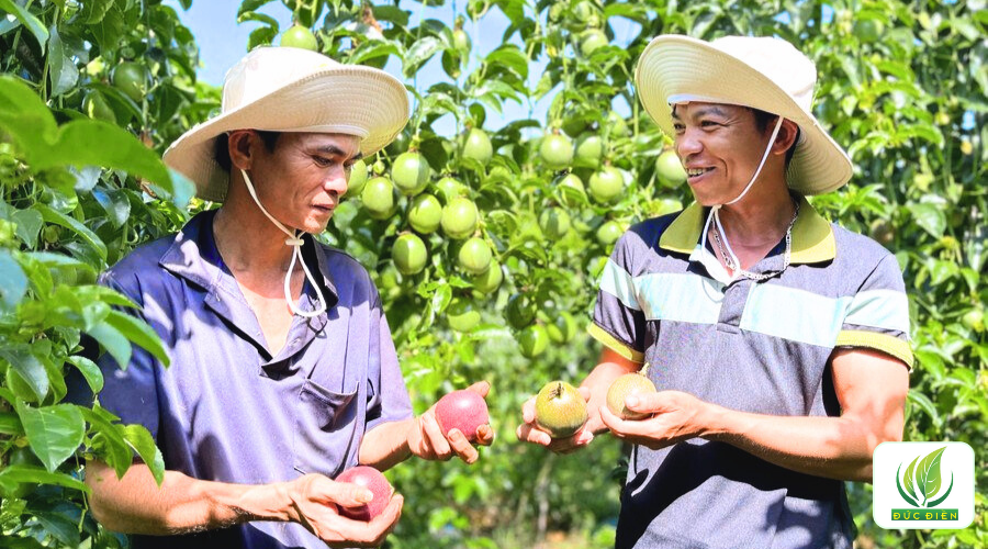 Quy cách trồng giống chanh dây bà con cần nắm