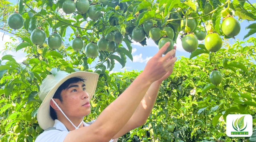 Năng suất cao - Trái đạt chuẩn xuất Âu