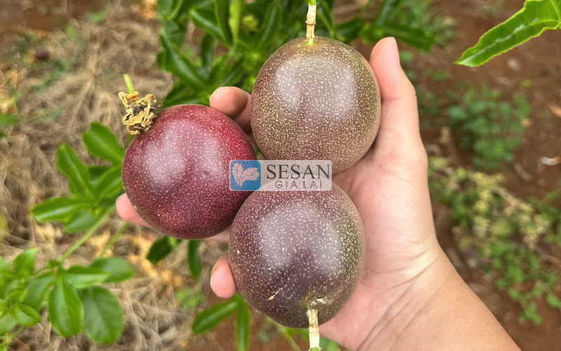 Chanh dây hỗ trợ bệnh tiểu đường