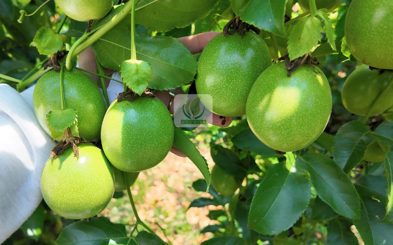 Giống chanh dây giá bao nhiêu