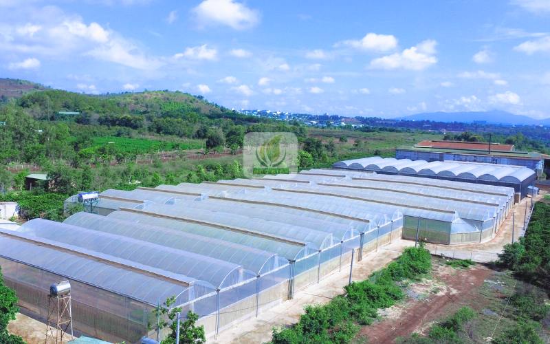Đức Điền - Địa chỉ cung cấp giống chanh dây Đài Nông 1 uy tín và chất lượng