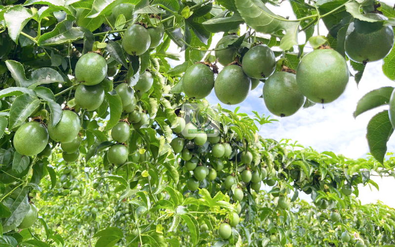 Vườn của hộ trồng chanh đức điền