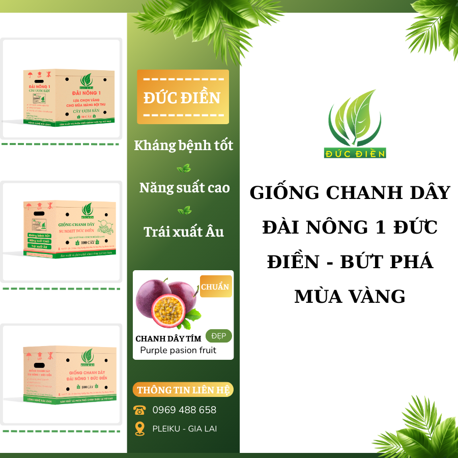 Giống chanh leo đài nông 1