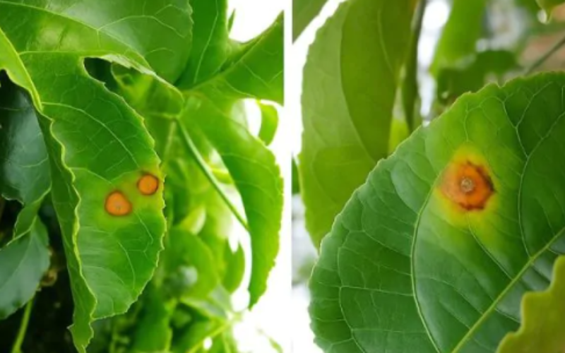 TRIỆU CHỨNG CỦA BỆNH ĐỐM NÂU