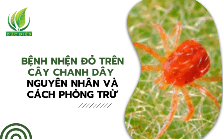 chanh-day
