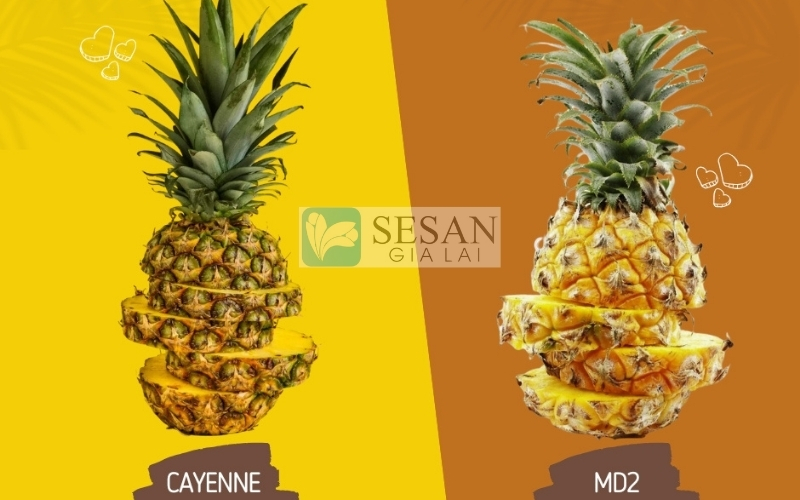 DỨA CAYENNE VÀ DỨA MD2