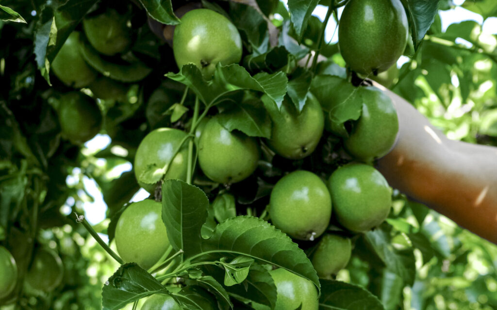 Công ty Sesan Gia Lai cung cấp giống chanh dây