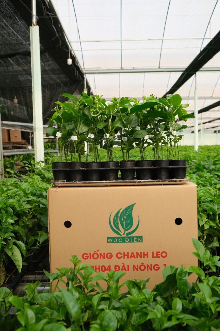 Công ty Sesan Gia Lai cung cấp giống chanh dây