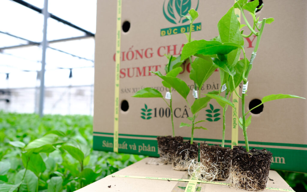 Giống chanh dây Sesan Gia Lai có nhiều ưu điểm