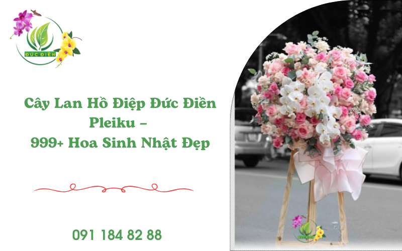 Cây lan hồ điệp Đức Điền Pleiku – hoa sinh nhật sang trọng