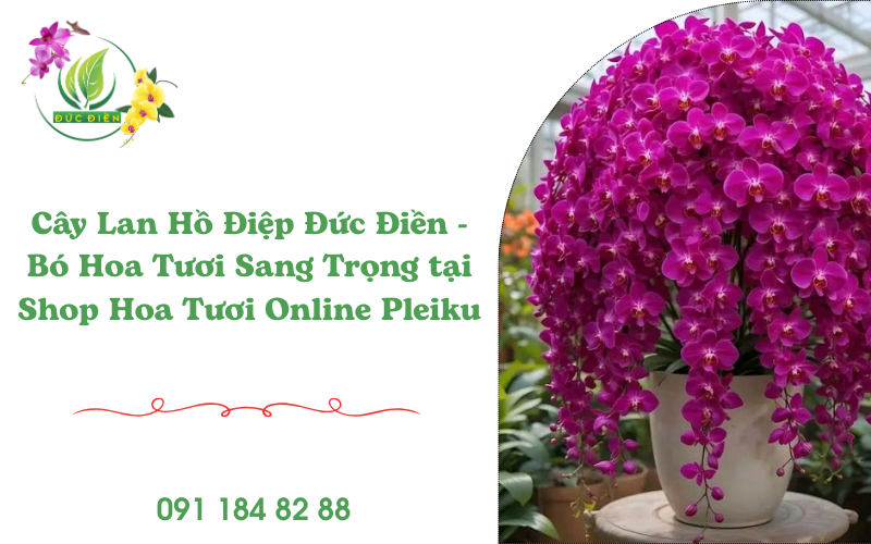 cây lan hồ điệp Đức Điền Pleiku