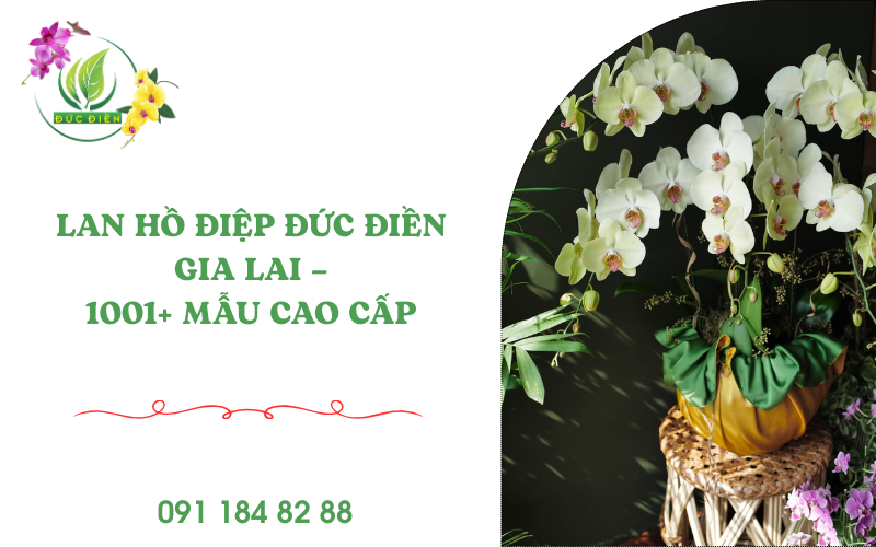 Hoa lan hồ điệp Đức Điền Pleiku – mẫu chậu cao cấp