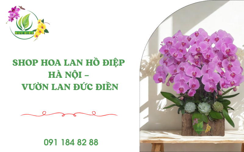 Lan hồ điệp Đức Điền sang trọng tại Hà Nội