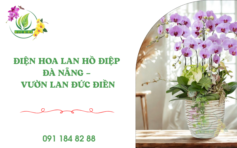 Điện hoa lan hồ điệp Đà Nẵng – Vườn Lan Đức Điền Gia Lai
