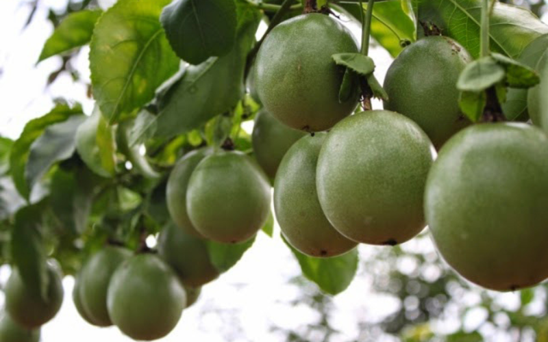 KỸ THUẬT CHĂM SÓC CÂY CHANH DÂY