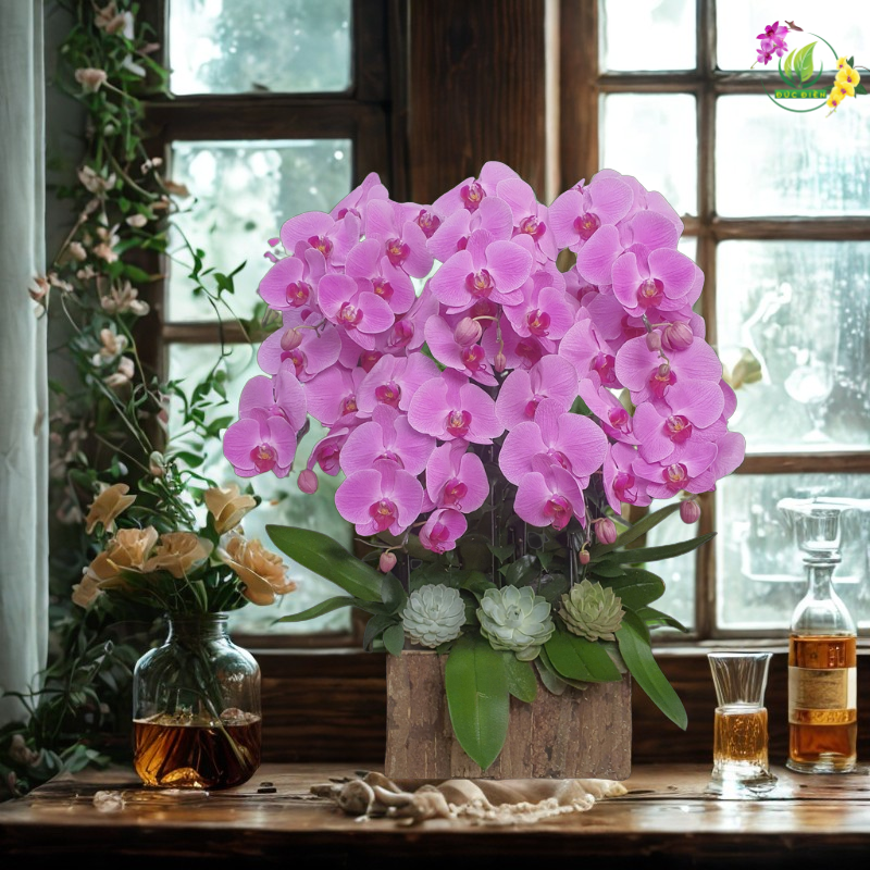 Điện hoa lan hồ điệp Đà Nẵng – Vườn Lan Đức Điền Gia Lai