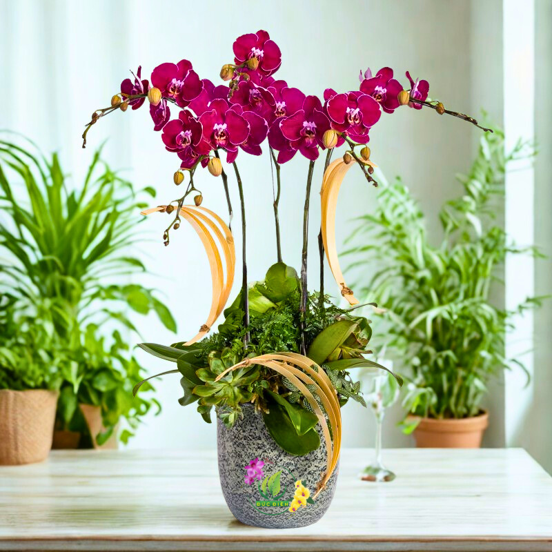 Lan hồ điệp Đức Điền – hoa lan cao cấp Gia Lai. Lan hồ điệp Đức Điền Gia Lai – chậu hoa tím sang trọng