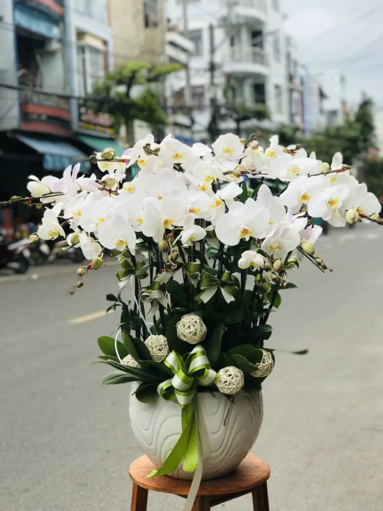cay-lan-ho-diep-duc-dien-pleiku.jpg