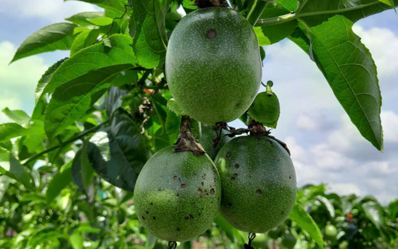 Tác nhân gây bệnh thán thư