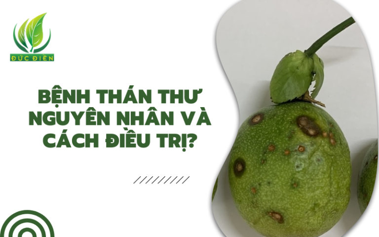 qua-chanh-day