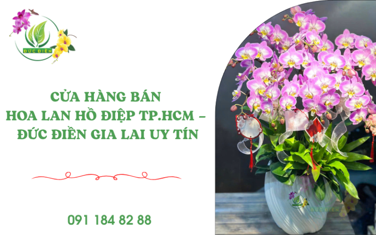 Cửa hàng bán hoa lan hồ điệp TP.HCM – Lan hồ điệp Đức Điền Gia Lai đẹp, giao nhanh toàn quốc