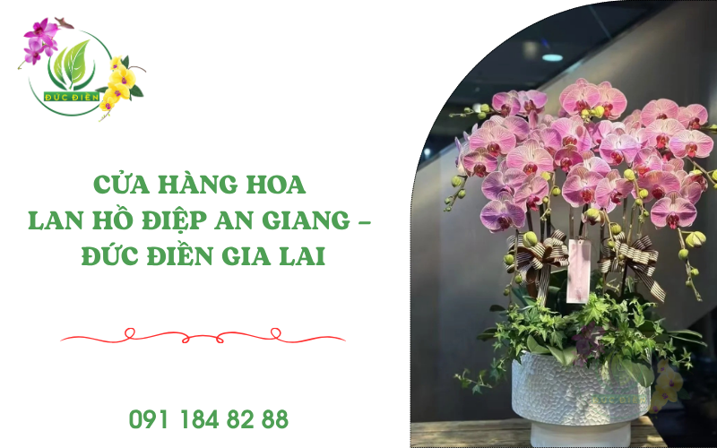 Cửa hàng hoa lan hồ điệp An Giang – Lan hồ điệp Đức Điền Gia Lai