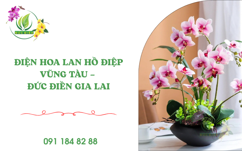 Điện hoa lan hồ điệp Vũng Tàu – Dịch vụ hoa lan Đức Điền