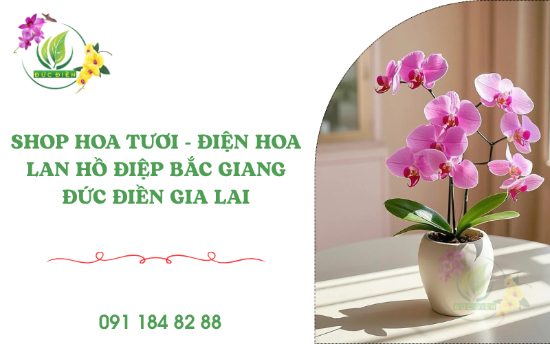 Điện hoa lan hồ điệp Bắc Giang – Shop hoa tươi Đức Điền Gia Lai