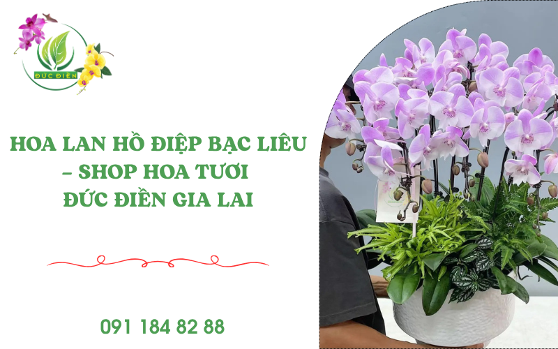 Hoa lan hồ điệp Bạc Liêu – Shop hoa tươi online Đức Điền Gia Lai