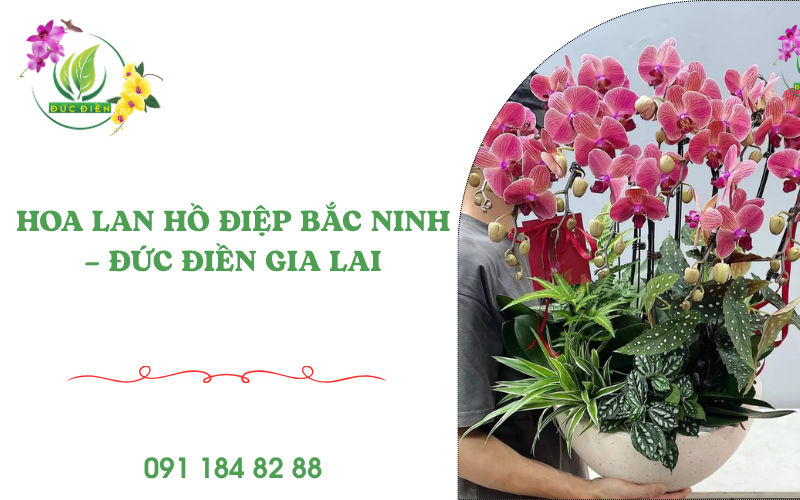Hoa lan hồ điệp tại Bắc Ninh – Đức Điền Gia Lai cung cấp hoa tươi sang trọng, giao nhanh toàn tỉnh