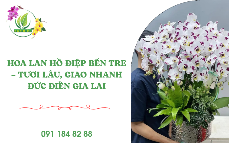 Hoa lan hồ điệp Bến Tre tươi lâu, bông to, màu sắc rực rỡ