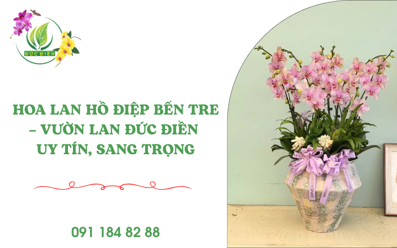 Hoa lan hồ điệp Bến Tre – Vườn Lan Đức Điền Gia Lai