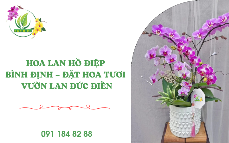 Dịch vụ hoa lan hồ điệp Bình Định – Vườn Lan Đức Điền sang trọng, giao hoa tận nơi.