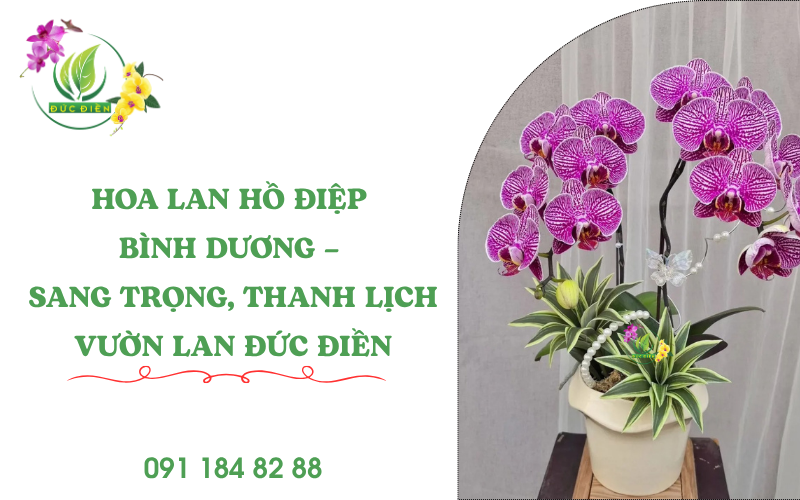Hoa lan hồ điệp Bình Dương sang trọng tại Vườn Lan Đức Điền