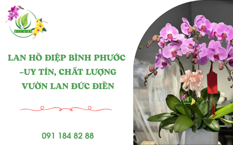 Lan hồ điệp Bình Phước – Vườn Lan Đức Điền uy tín, cung cấp hoa lan đẹp và chất lượng.