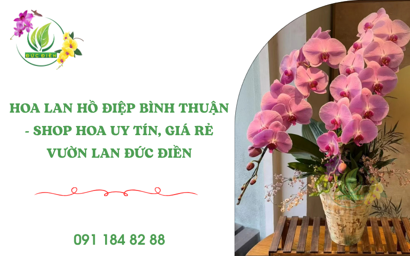 Shop Hoa Lan Hồ Điệp Bình Thuận – Vườn Lan Đức Điền