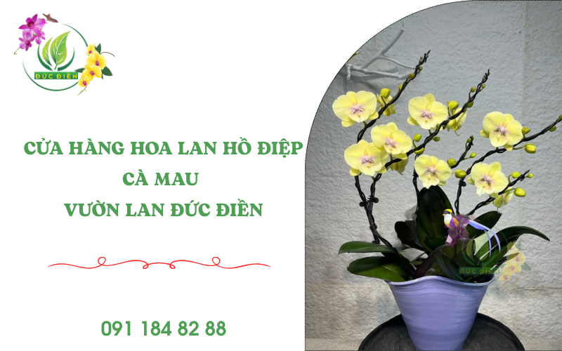Cửa hàng hoa lan hồ điệp Cà Mau – Vườn Lan Đức Điền chuyên lan đẹp, tươi lâu