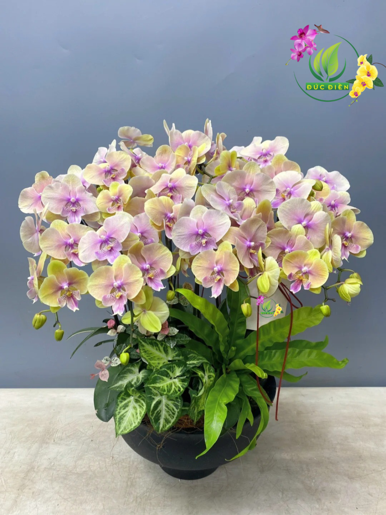 Chậu lan hồ điệp Bắc Ninh quà tặng Chậu lan hồ điệp Bắc Ninh – Quà tặng sang trọng