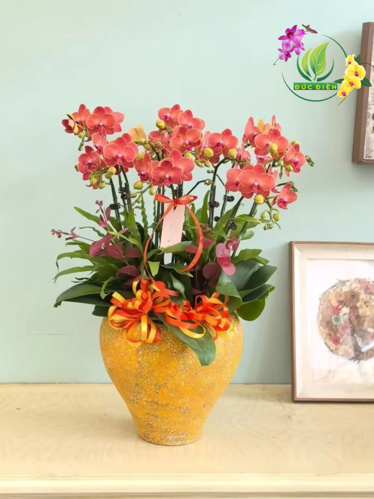 Hoa lan hồ điệp vàng cam Bến Tre – Biểu tượng may mắn và tài lộc từ Vườn Lan Đức Điền