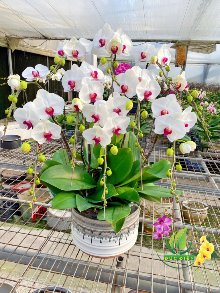 Dịch vụ giao hoa lan hồ điệp Bình Dương nhanh và uy tín