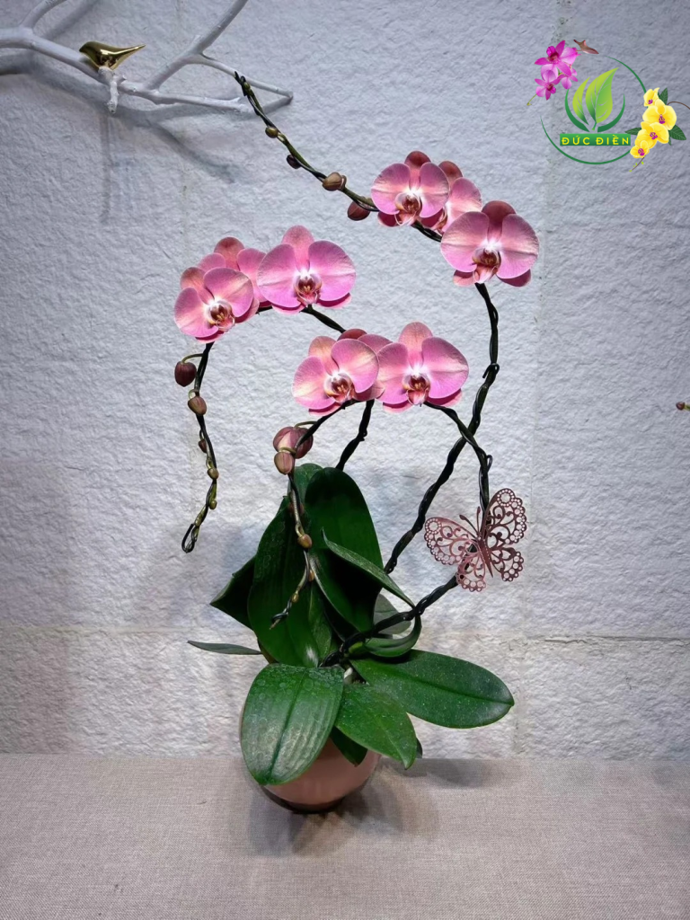 Chậu lan hồ điệp phong thủy tân gia tại Cà Mau